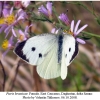 pieris brassicae female1